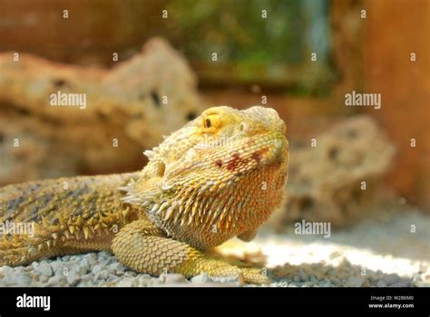 This is a picture from Dragon Lizard, this exotic animal often becomes ...