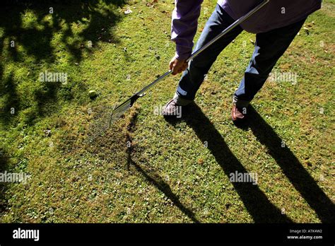 gardener scarifying a lawn Stock Photo - Alamy