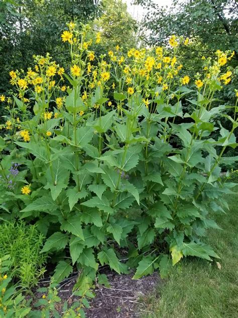 Cup Plant – Silphium perfoliatum – Grow and Care Guide – GrowIt BuildIT