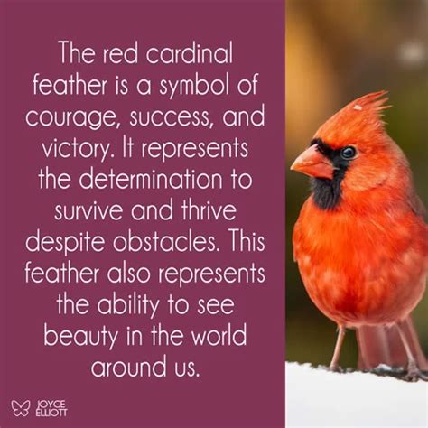 Cardinal Feather Meaning: 7 Powerful Symbols And Divine Messages - Joyce Elliott