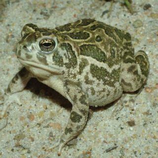 Great Plains Toad Facts and Pictures