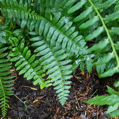 Polystichum acrostichoides - Christmas Fern | White Flower Farm