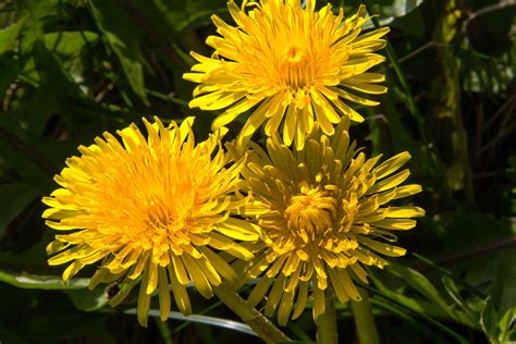 Dandelion | The Plant Medicine School