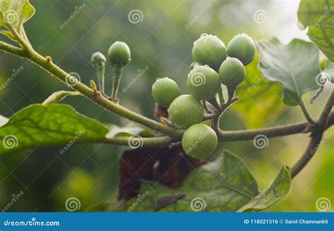 Turkey Berry stock photo. Image of small, natural, cuisine - 118021316