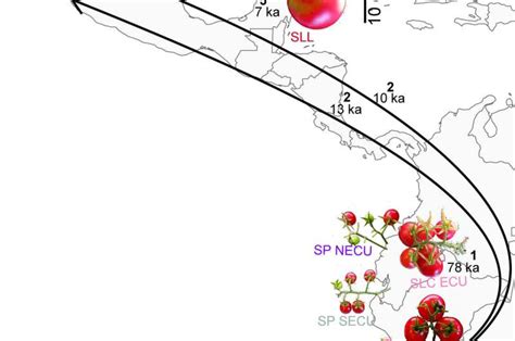 Evolution on the vine: A history of tomato domestication in Latin America