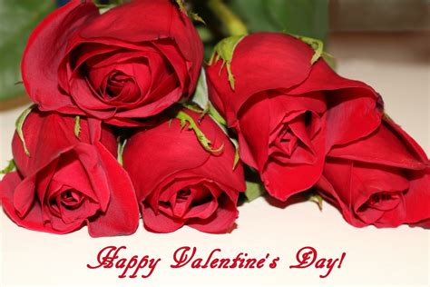 Happy Valentine's Day Red Roses Free Stock Photo - Public Domain Pictures