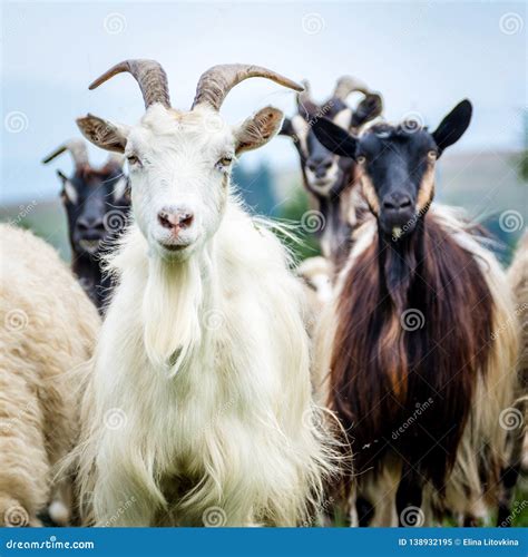 Portrait of domestic goat stock image. Image of agriculture - 138932195