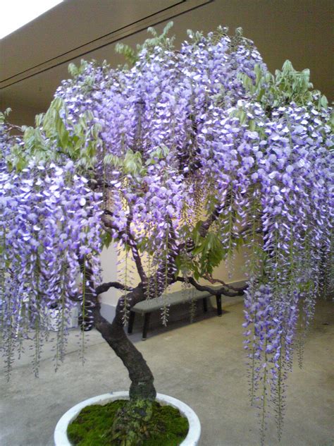 Japanese Wisteria Bonsai Tree For Sale