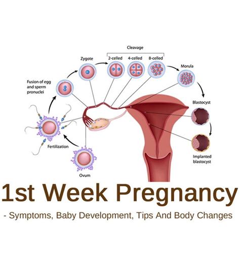 One Week Pregnant: Symptoms, Baby Development & Tips To Follow