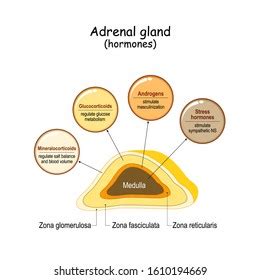 What hormones are in adrenal gland - mazjp