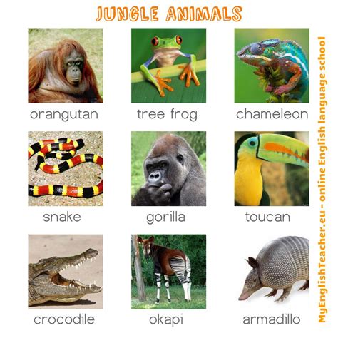 MyEnglishTeacher.eu Blog - Get Visual English Lessons | Jungle animals ...