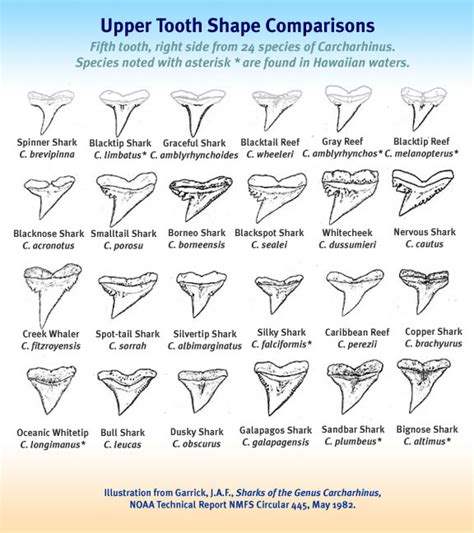 Shark Tooth Identification Chart