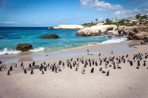 Boulders Beach, South Africa Located in the Cape Peninsula, near Cape ...