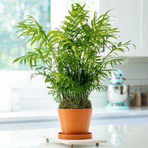 17 Types of Indoor Palm Plants | Best Palm Varieties