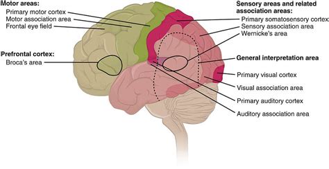 Somatosensory Cortex | Function, Position, Anatomy, Physiology