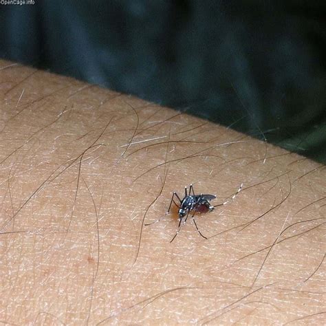 Asian Tiger Mosquitoes: Behaviour and Treatment Guide - PestSeek