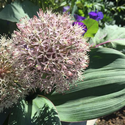 a close up of a flower in a garden