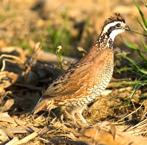 Can Quails Eat Rosemary? - PetSchoolClassroom