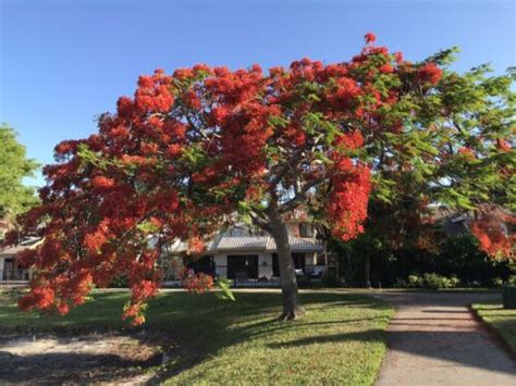 Royal Poinciana Seeds (set of 8)