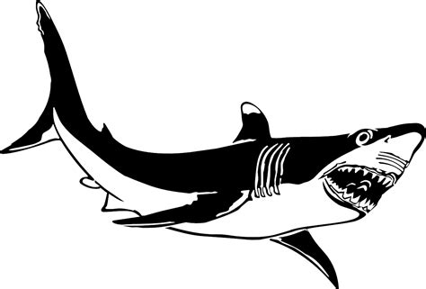 Tubarão Animal Feroz · Gráfico vetorial grátis no Pixabay
