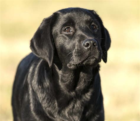 English Labrador Puppies Florida