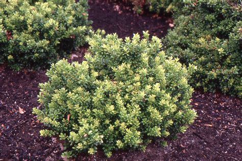 Vaccinium moupinense | Landscape Plants | Oregon State University