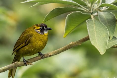 New study reveals globe-trotting pedigree of South Asian songbirds