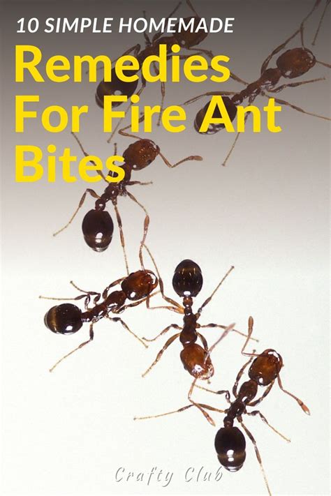 10 Simple Homemade Remedies For Fire Ant Bites | Fire ant bites, Ant bites, Fire ants