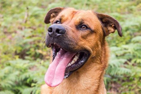 Rottweiler / Malinois Male Cross For Rehome | in Leeds, West Yorkshire | Gumtree