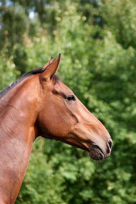 Head of Brown Horse · Free Stock Photo