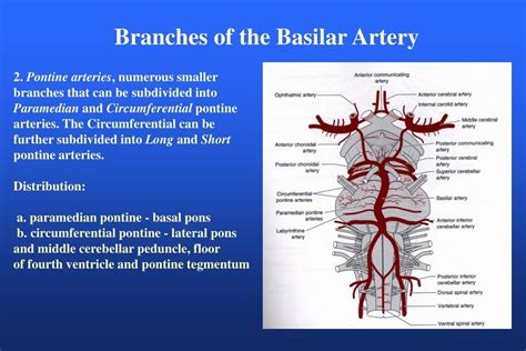 PPT - CNS Blood Supply PowerPoint Presentation - ID:176231