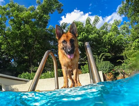 German Shepherd Chilling on the Water With a Pool Noodle Delights Internet