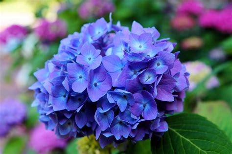 Download Blue Flower Flower Close-up Nature Hydrangea 4k Ultra HD Wallpaper