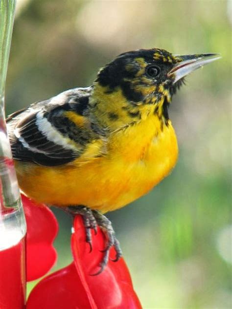 Piedmont Birding : Orioles Can Brighten up a Winter Feeder