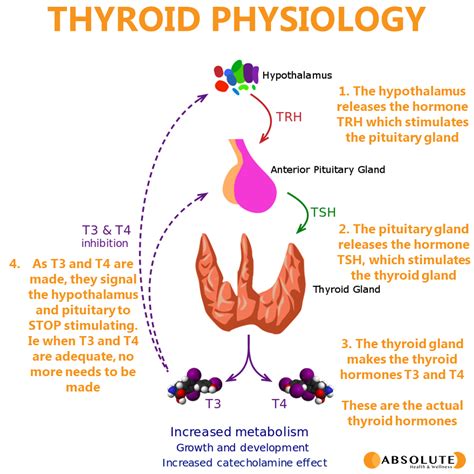 Thyroid Gland Hormones And Functions