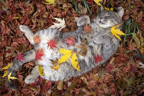 Cat, fall, leaves by Silvia Frigerio. Photo stock - StudioNow