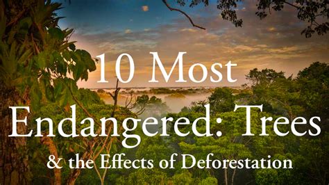 10 Most Endangered: Trees & The Effects of Deforestation - Jet Text