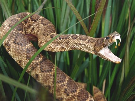 Rattlesnake Bite: Symptoms, Treatment, and Recovery Timeline