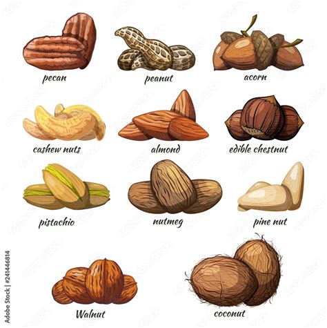 Large set of color images of nuts on a white background Vector ...