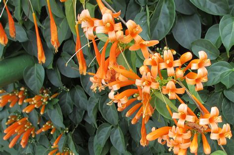 Orange Flowers on a Vine by ce3Design on DeviantArt