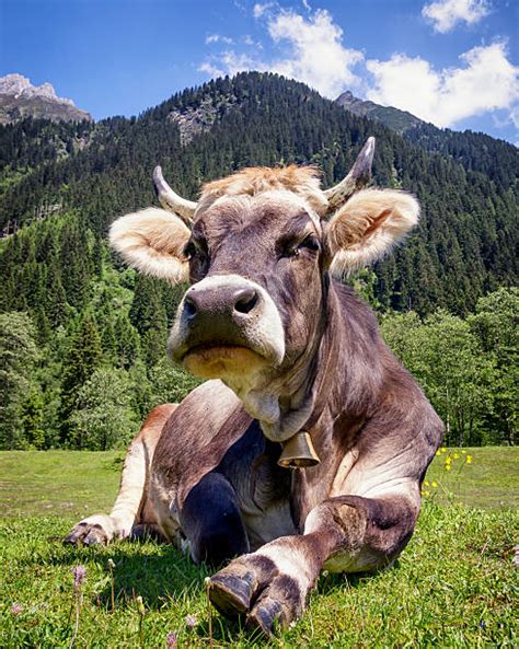 Best Cow Lying Down Stock Photos, Pictures & Royalty-Free Images - iStock