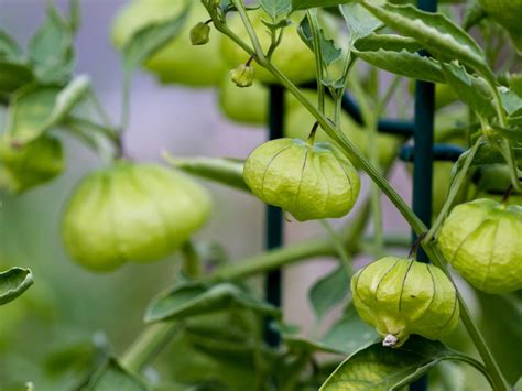 Growing Tomatillos: What Is A Tomatillo And How To Grow Them