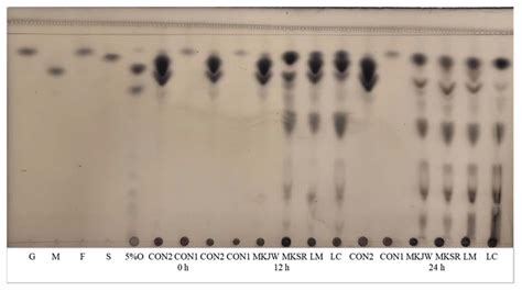 Fermentation | Free Full-Text | Enhancement of Bioactive Properties in ...