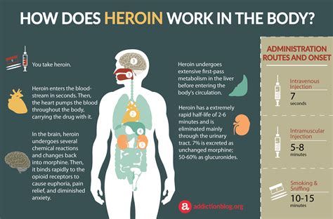 Heroin Metabolism in the Body: How Heroin Affects the Brain (INFOGRAPHIC)