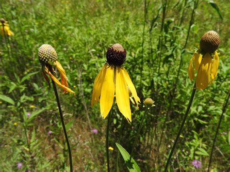 Download Vibrant Yellow Coneflower Blooming in a Garden Wallpaper ...