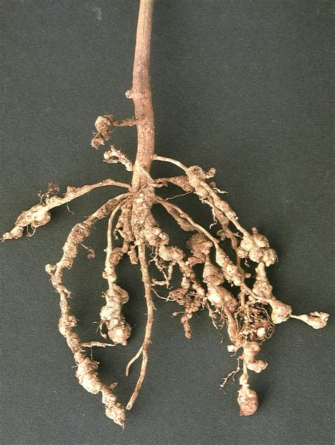 Fact sheet - Root knot nematodes (127)