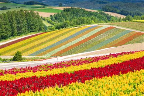 Japan's Stunning Spring Flowers—Apart from the Cherry Blossoms