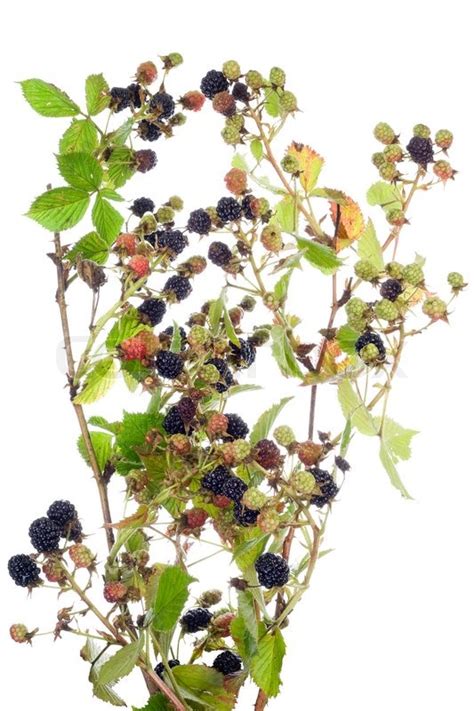 Blackberry bush with berries isolated | Stock image | Colourbox