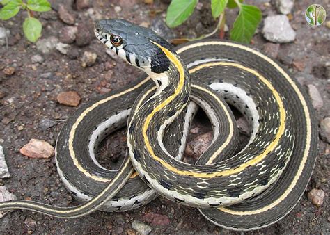 Black-necked gartersnake | Wild Sonora