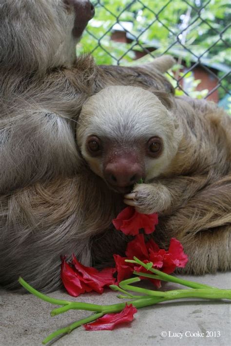 The 29 Cutest Sloths That Ever Slothed | Cute baby sloths, Cute sloth ...